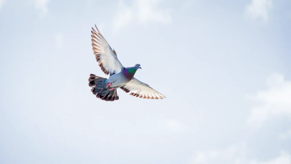 Gołąb w locie